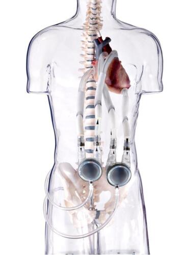 4 EXCOR torso